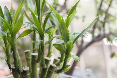 招財植物風水|風水植物｜不只富貴竹！7款招財/招桃花植物推介+不可不知風水 